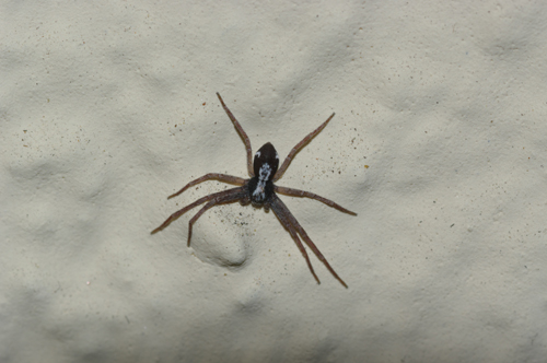 Pulchellodromus pulchellus